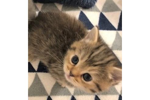 成約済の大阪府のマンチカン-6497の1枚目